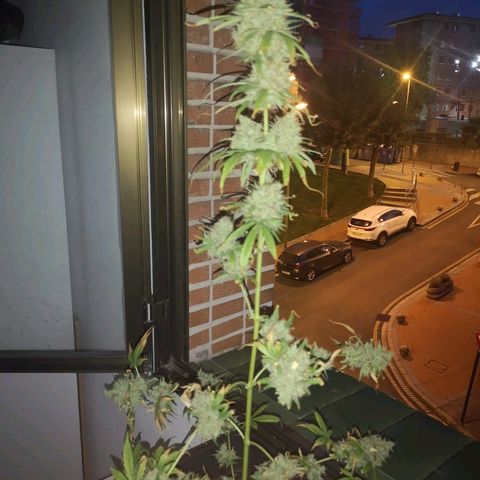 AK Auto #1 growlog photo: COSECHA 