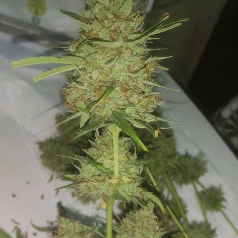 AK Auto #1 growlog photo: COSECHA 