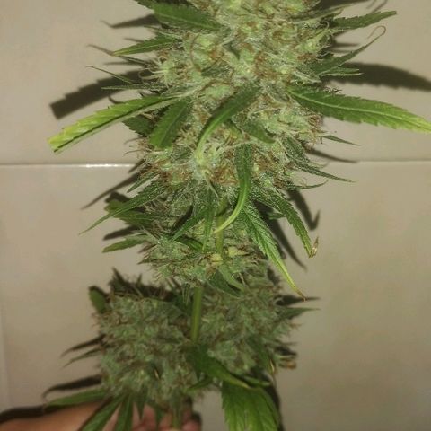 AK Auto #1 growlog photo: COSECHA 