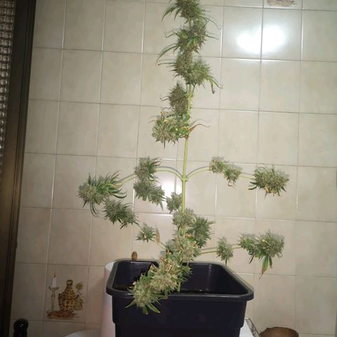 AK Auto #1 growlog photo: COSECHA 
