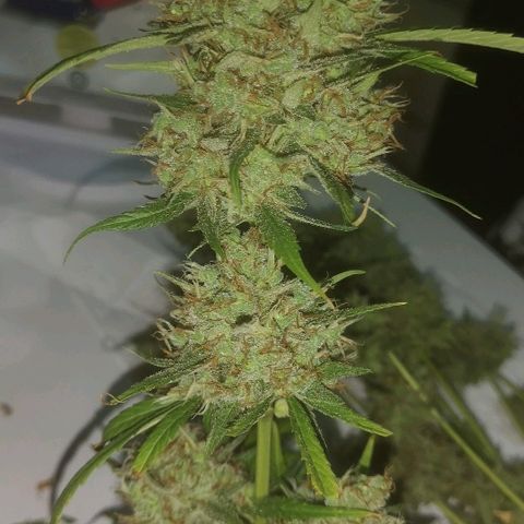 AK Auto #1 growlog photo: COSECHA 