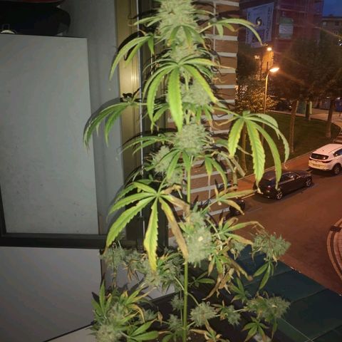 AK Auto #1 growlog photo: COSECHA 