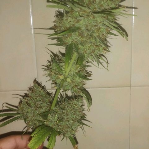 AK Auto #1 growlog photo: COSECHA 