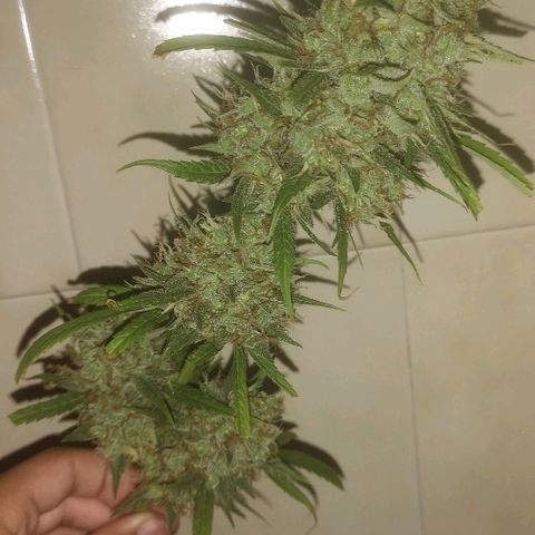 AK Auto #1 growlog timeline photo