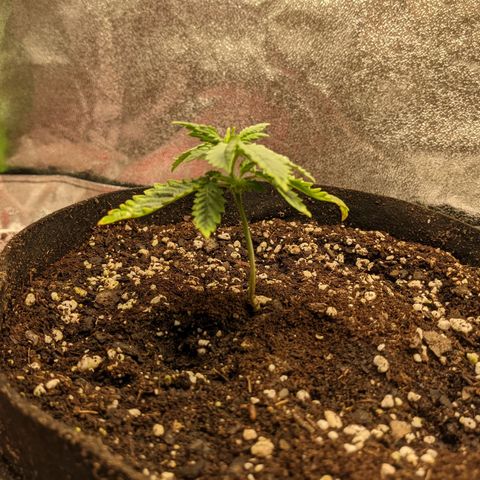 Flanders growlog timeline photo