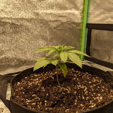 Flanders growlog timeline photo