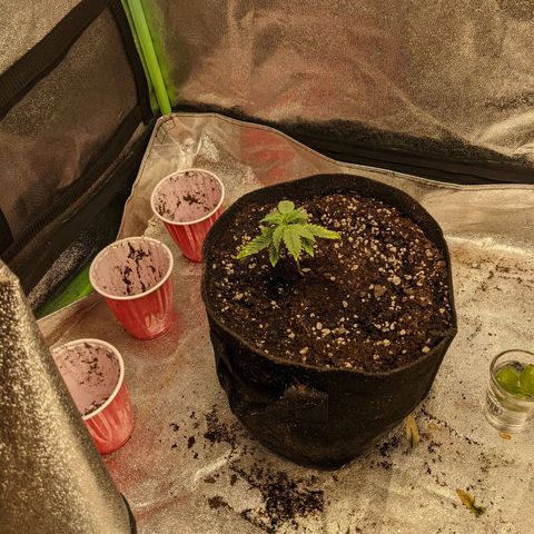 Flanders growlog timeline photo