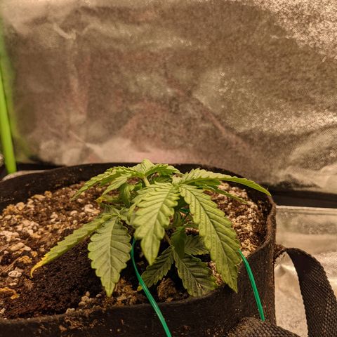 Flanders growlog timeline photo