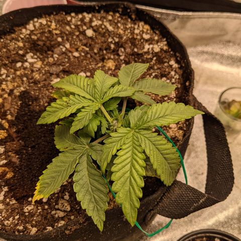 Flanders growlog timeline photo