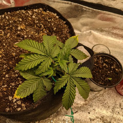 Flanders growlog timeline photo