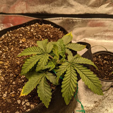 Flanders growlog timeline photo