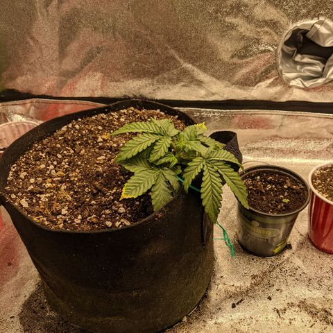 Flanders growlog timeline photo