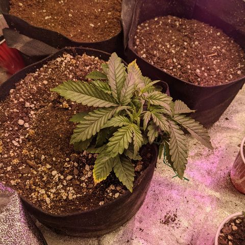 Flanders growlog timeline photo