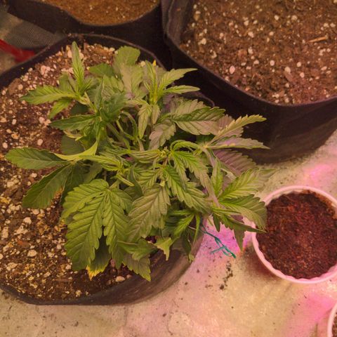 Flanders growlog timeline photo