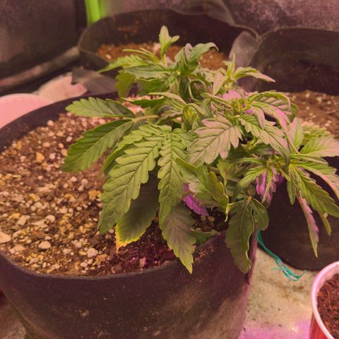 Flanders growlog timeline photo