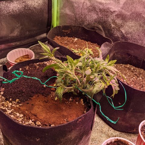 Flanders growlog photo: After defoliation