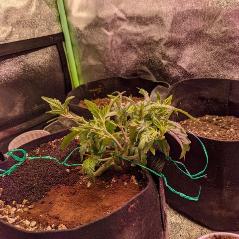 Flanders growlog photo: After defoliation