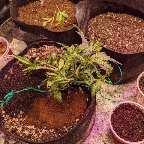 Flanders growlog photo: After defoliation