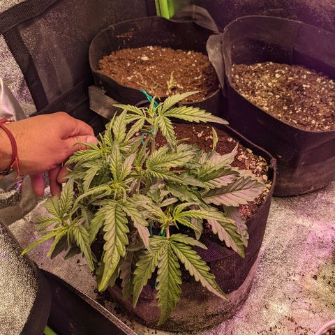 Flanders growlog timeline photo