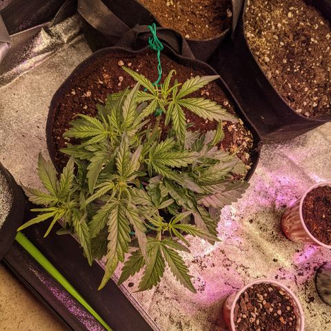 Flanders growlog timeline photo
