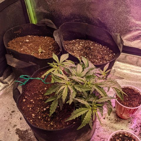 Flanders growlog timeline photo