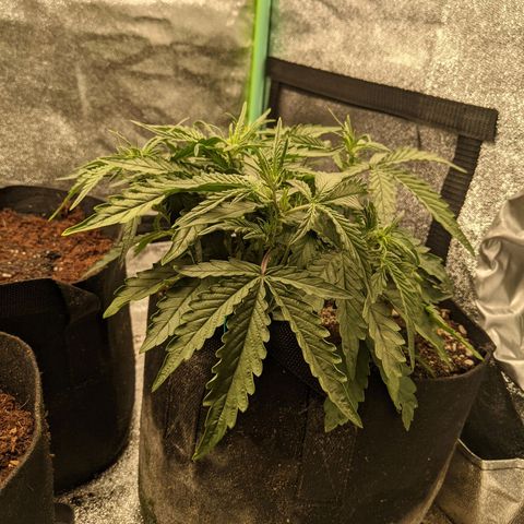 Flanders growlog timeline photo