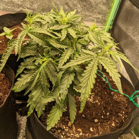 Flanders growlog timeline photo