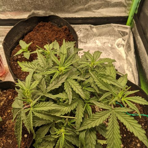 Flanders growlog timeline photo