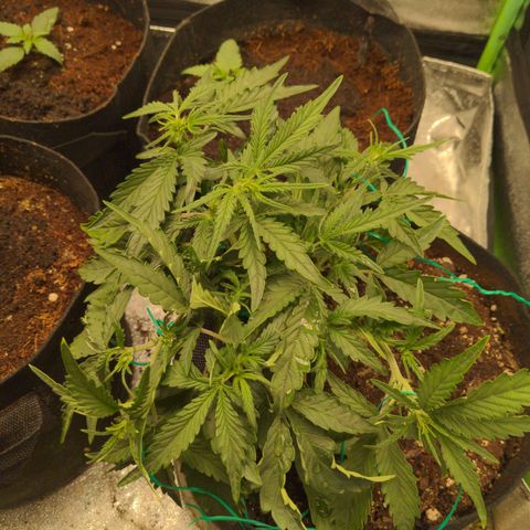 Flanders growlog photo: More lst