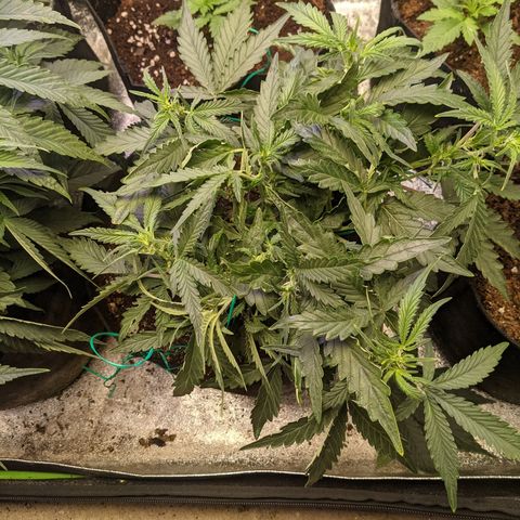 Flanders growlog timeline photo