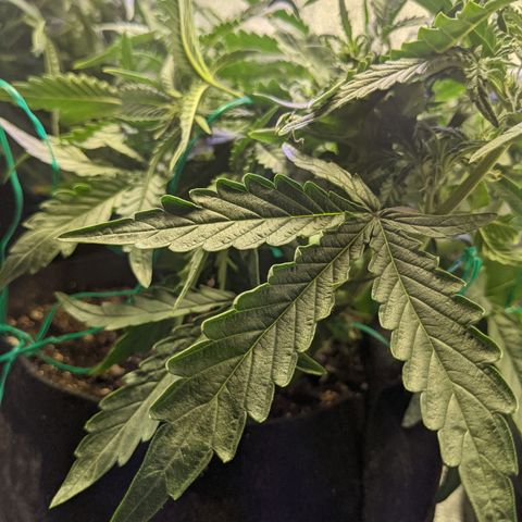 Flanders growlog timeline photo