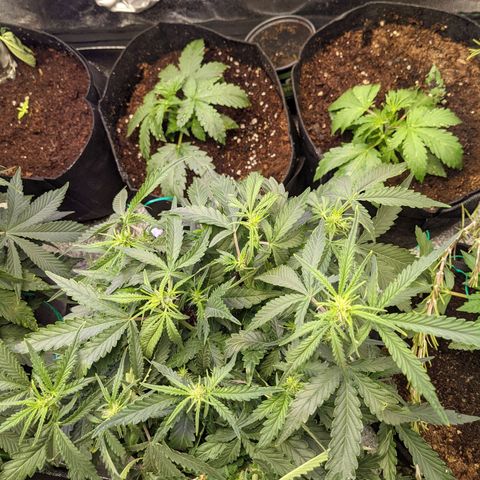 Flanders growlog timeline photo