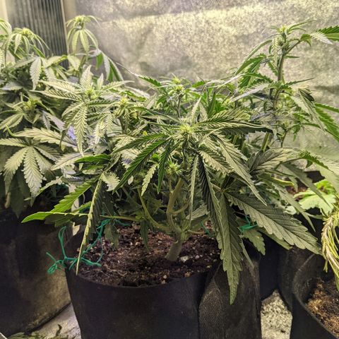 Flanders growlog timeline photo