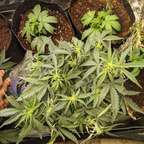 Flanders growlog timeline photo