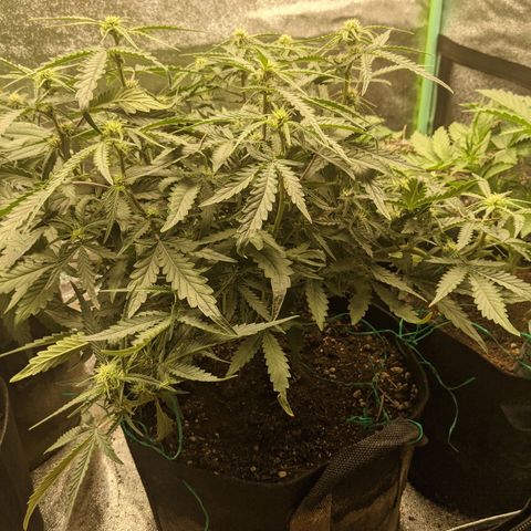 Flanders growlog timeline photo