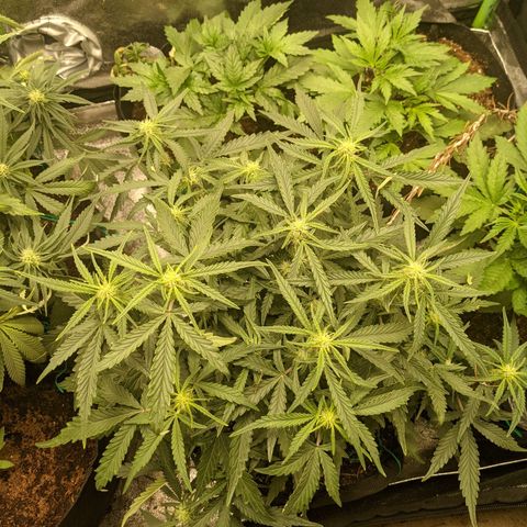 Flanders growlog timeline photo