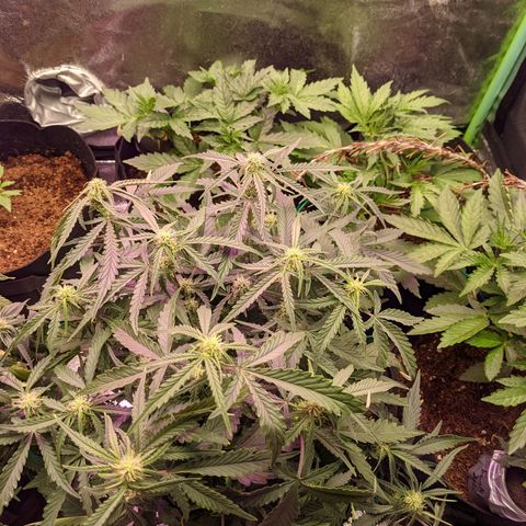 Flanders growlog timeline photo
