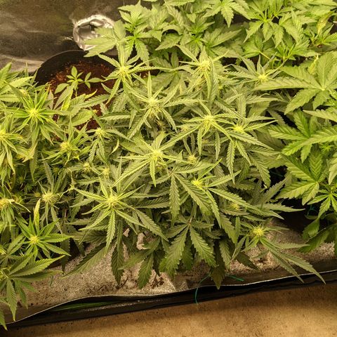 Flanders growlog timeline photo