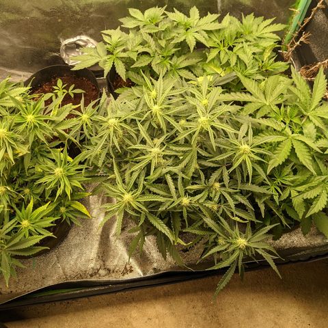 Flanders growlog timeline photo