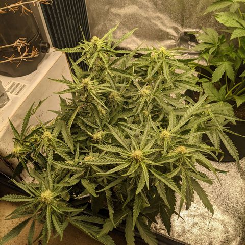 Flanders growlog timeline photo