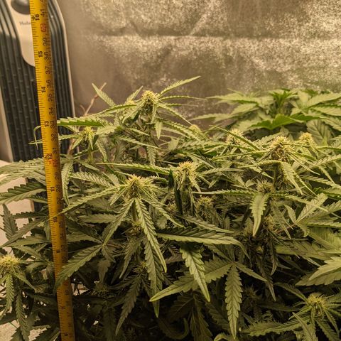 Flanders growlog timeline photo
