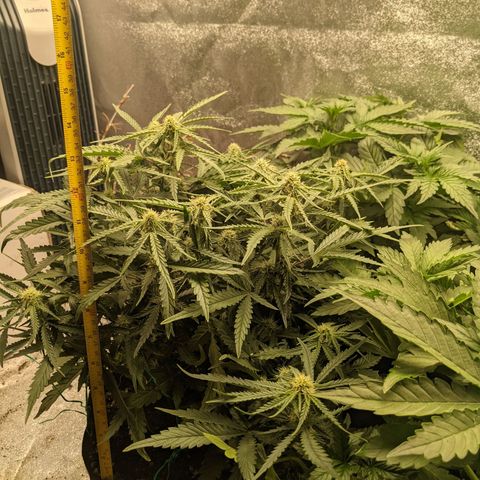 Flanders growlog timeline photo