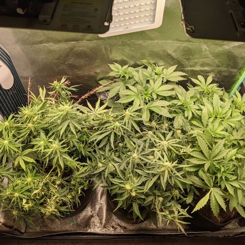 Flanders growlog timeline photo