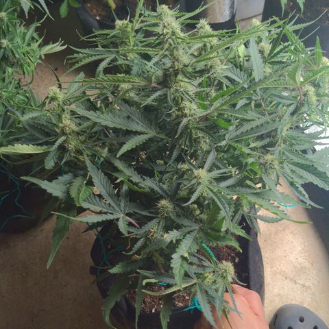 Flanders growlog timeline photo