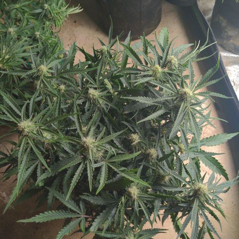 Flanders growlog timeline photo
