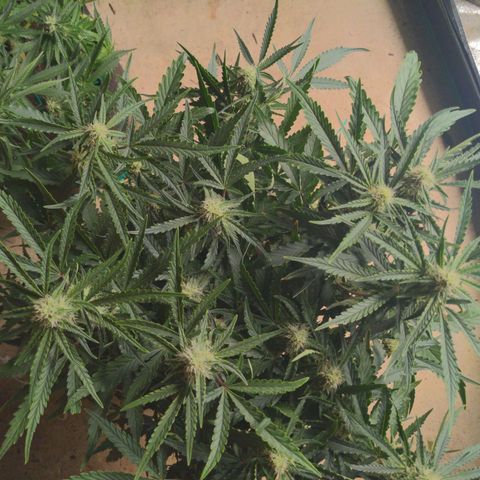 Flanders growlog timeline photo