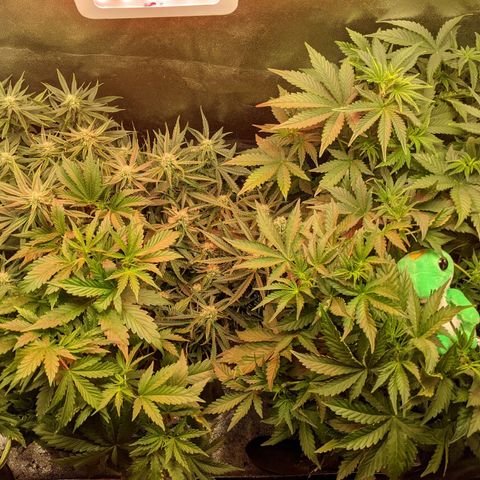 Flanders growlog timeline photo