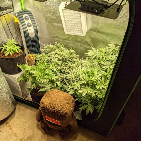 Flanders growlog timeline photo