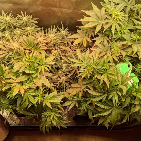 Flanders growlog timeline photo