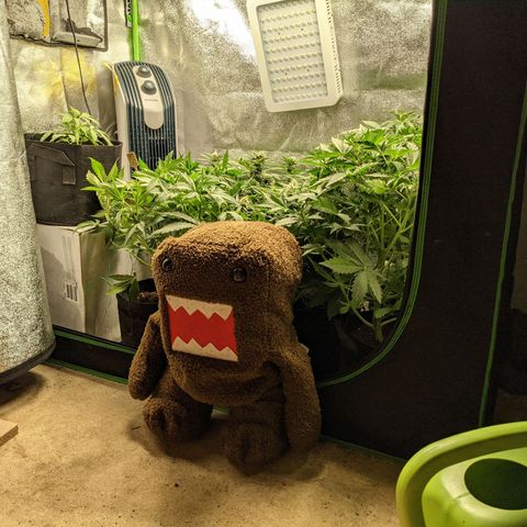 Flanders growlog timeline photo